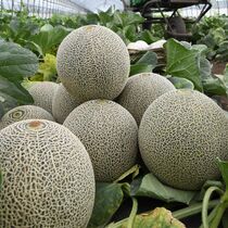 真岡でメロン収穫最終盤