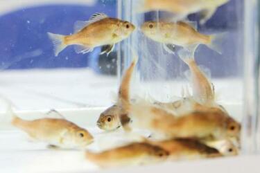 ノドグロの完全養殖に成功