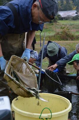 ホンモロコを水揚げする組合員ら