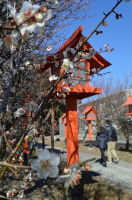 朝日森天満宮の参道を彩る梅の花