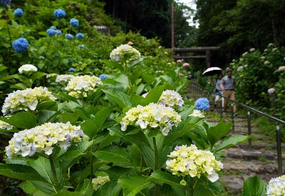 咲き始めたアジサイ＝７日