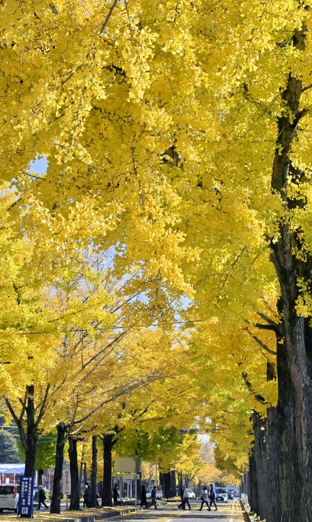 黄金色の葉で青空を埋め尽くすイチョウ並木＝17日午前10時35分、壬生町北小林