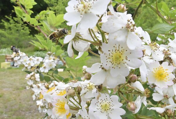 養蜂場のノイバラやエゴノキなどを飛び回るミツバチ＝24日午前10時、那須町稲沢