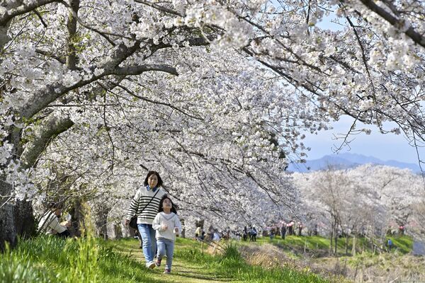 栃木県内桜便り2024 各地で春らんまんの雰囲気｜県内主要,社会,動画
