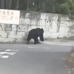 宇都宮市西川田町の住宅街で目撃されたクマ＝７日午後４時25分