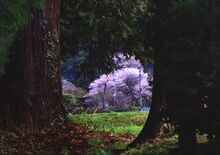 第19回下野新聞紙上写真コンテスト「選外佳作」