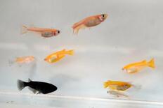 観賞メダカは「瀬戸内由来」？