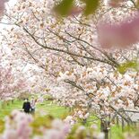 八重桜、十重二十重に　部屋南部桜づつみ公園　地元住民が「里親」
