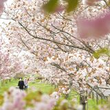 八重桜、十重二十重に　部屋南部桜づつみ公園　地元住民が「里親」
