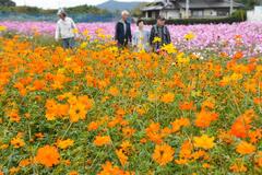 色とりどり コスモス見頃