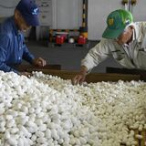 真っ白な春繭を初出荷、ＪＡおやま桑集出荷所から群馬の製糸業者へ　10月下旬までに３トン見込む