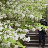咲き乱れ、散策路包む　日光キスゲ平でシロヤシオ見頃