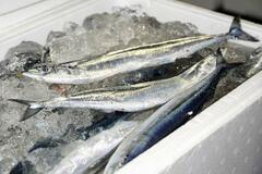 サンマやサバの新漁法、実証へ