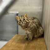 那須どうぶつ王国、ツシマヤマネコ繁殖へ 初の試み 福岡から雄の「アカツキ」がやってきた