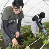 【台風19号発災５年】被災乗り越えたイチゴ農家　佐野の高島さん　警戒強め、事前に備え