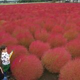 赤い“もふもふ”一面に　芳賀でコキア、6000株植栽