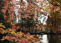 佐野・出流原弁天池の紅葉