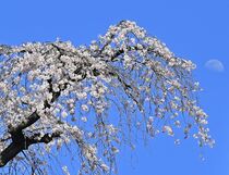 渋沢栄一ら植樹シダレザクラ満開　真岡