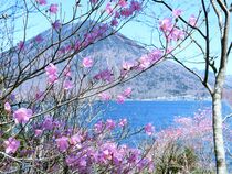 中禅寺湖周辺でアカヤシオ見頃　日光