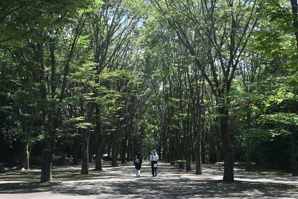 木漏れ日が差す並木道