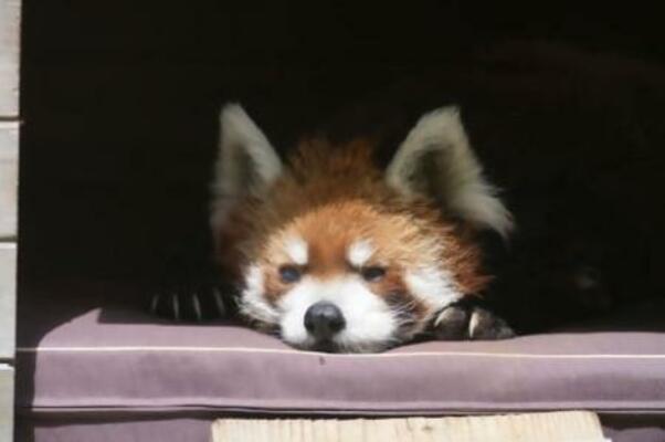 レッサーパンダの風太=6月、千葉市動物公園(同園提供)