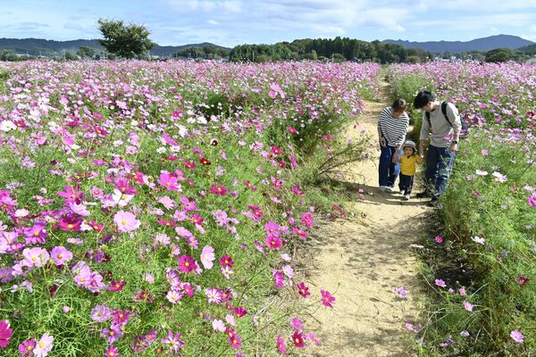 見頃を迎えた道の駅ましこのコスモス畑