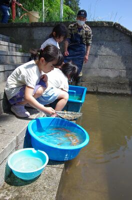 魚を川に放流する子どもたち