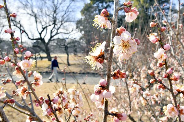 次々と花を開かせるハナモモ＝５日午前11時、真岡市下籠谷