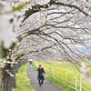 栃木県内桜便り2026　秋山川堀米緑地（佐野）　雨空に春色のアーケード　90本のソメイヨシノ