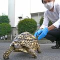 拾得物のヒョウモンリクガメ、飼い主見つかる 真岡署が会社敷地で捕獲