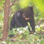 「校庭でクマが横になっている」　日光・中宮祠小中学校に出没　山林と行き…