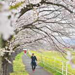 栃木県内桜便り2026 秋山川堀米緑地(佐野) 雨空に春色のアーケード…