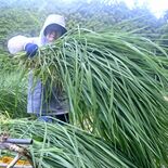 一束一束に真心込め　青わらの収穫が最盛期　塩谷