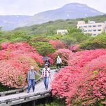 ヤマツツジ新緑に映え　那須で見頃　ピークは今週いっぱいの予想