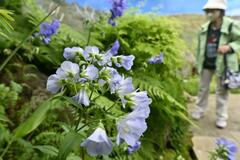 北海道の山野草 一堂に
