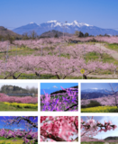 株式会社IDOM様より企業版ふるさと納税として7台の車両の寄附を受納しました