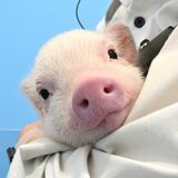 小さな「ブタさん」に会えるカフェ、宇都宮にオープン　「かわい過ぎ」「癒やされる」の声多数