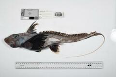 未知の海洋生物1000種超発見