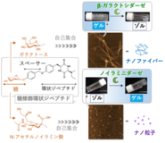 特定の酵素の作用によって「溶ける／固まる」 新しいゼリー素材を開発 