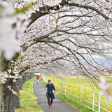 栃木県内桜便り2026　秋山川堀米緑地（佐野）　雨空に春色のアーケード　90本のソメイヨシノ