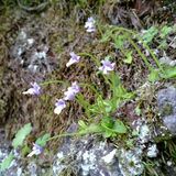 日光・庚申山でコウシンソウ見頃　岩肌に咲く薄紫色の可憐な花