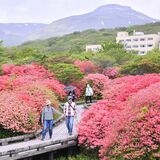 ヤマツツジ新緑に映え　那須で見頃　ピークは今週いっぱいの予想