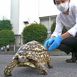 拾得物のヒョウモンリクガメ、飼い主見つかる　真岡署が会社敷地で捕獲