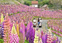 色とりどり、甘い香り　鹿沼でルピナス見頃