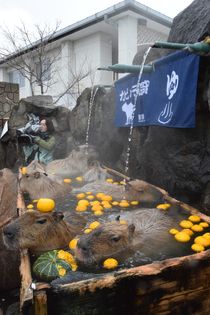 カピバラ、ゆず湯に入浴