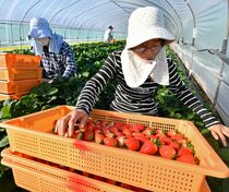 イチゴ収穫最盛期　真岡