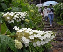 栃木・太平山のアジサイ