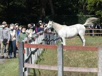 御料牧場で一般見学会