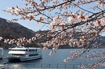 奥日光のオオヤマザクラ