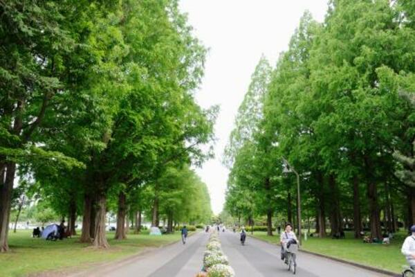 　水元公園のポプラ並木＝東京都葛飾区